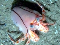 Hermit Crab