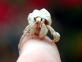 Hermit Crab