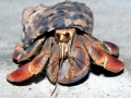 Hermit Crab