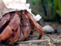 Hermit Crab