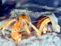 Hermit Crab