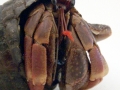 Hermit Crab
