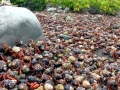 Hermit Crab