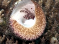 Hermit Crab