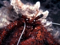 Hermit Crab