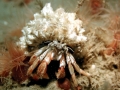 Hermit Crab