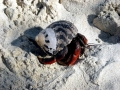 Hermit Crab