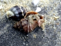Hermit Crab