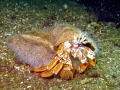Hermit Crab