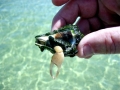 Hermit Crab
