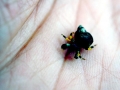 Hermit Crab