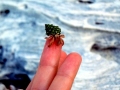 Hermit Crab