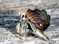 Hermit Crab