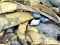 Hermit Crab