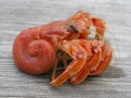 Hermit Crab