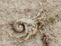 Hermit Crab
