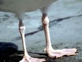 Herring Gull
