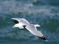 Herring Gull