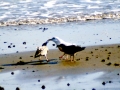 Herring Gull