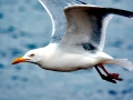 Herring Gull