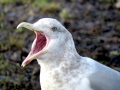 Herring Gull