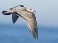 Herring Gull
