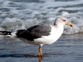 Herring Gull
