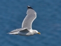Herring Gull