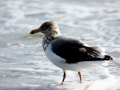 Herring Gull