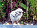 Herring Gull