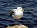 Herring Gull