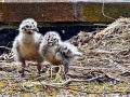Herring Gull