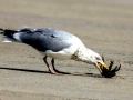 Herring Gull