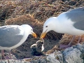 Herring Gull