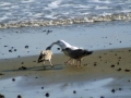Herring Gull