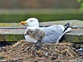 Herring Gull