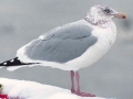 Herring Gull