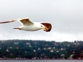 Herring Gull