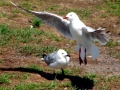Herring Gull