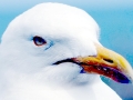 Herring Gull
