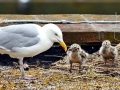 Herring Gull