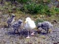 Herring Gull