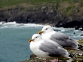 Herring Gull