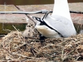 Herring Gull