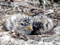 Herring Gull