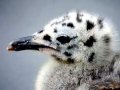 Herring Gull