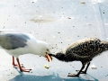 Herring Gull