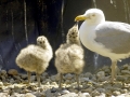 Herring Gull