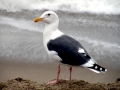 Herring Gull