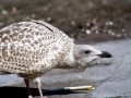 Herring Gull